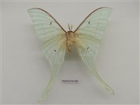藏品(長尾水青蛾)的圖片